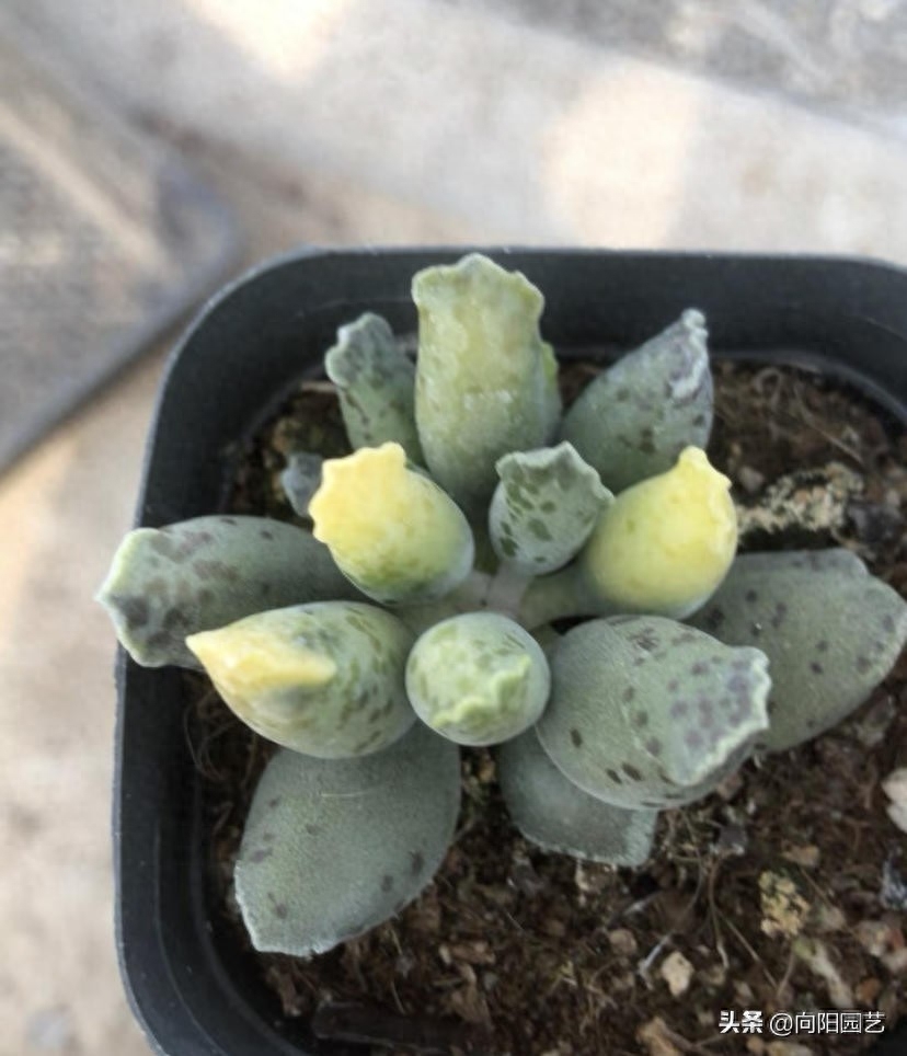 ?高價買的2棵多肉，全都是錦化，1棵300塊，繁殖幼苗再賣掉