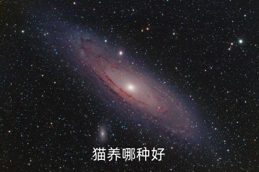 緬甸貓多少錢一只,一只虎斑貓能賣多少錢?伯伯貓好養(yǎng)嗎?伯恩貓