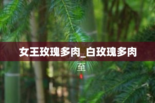 女王玫瑰多肉_白玫瑰多肉