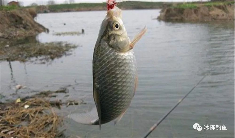 冷水觀賞小型魚(yú)圖片_好養(yǎng)冷水觀賞小型魚(yú)_小型冷水觀賞魚(yú)