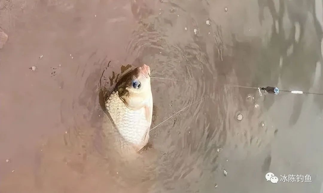好養(yǎng)冷水觀賞小型魚(yú)_冷水觀賞小型魚(yú)圖片_小型冷水觀賞魚(yú)