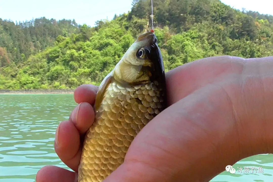 好養(yǎng)冷水觀賞小型魚(yú)_小型冷水觀賞魚(yú)_冷水觀賞小型魚(yú)圖片