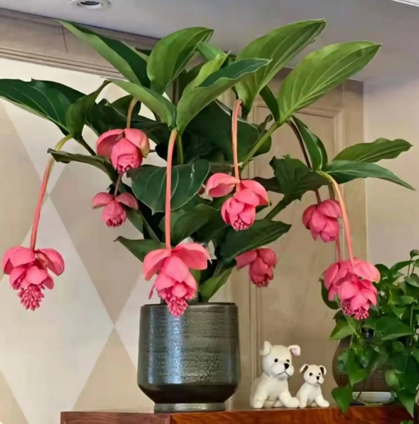 花卉盆栽綠植租擺合同_花卉盆栽綠植盆栽_盆栽綠植花卉