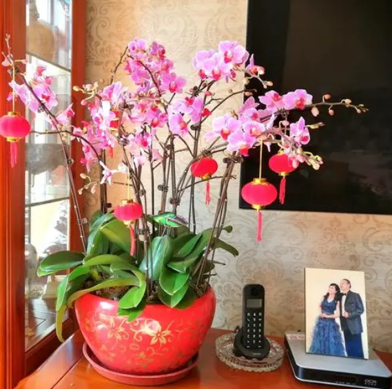 花卉盆栽綠植盆栽_盆栽綠植花卉_花卉盆栽綠植租擺合同
