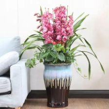 盆栽綠植花卉_花卉盆栽綠植盆栽_花卉盆栽綠植租擺合同