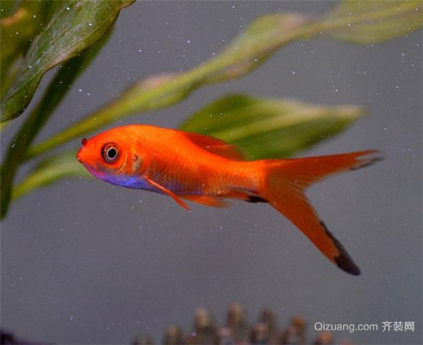 觀賞大全品種魚有哪些_觀賞魚品種大全_觀賞大全品種魚類