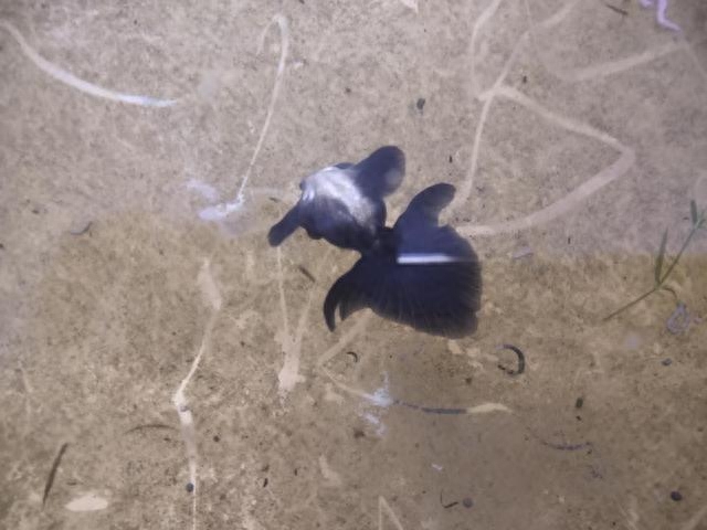 飼養觀賞魚，整天死魚的魚友，我們可以適當停止一下養魚的步伐
