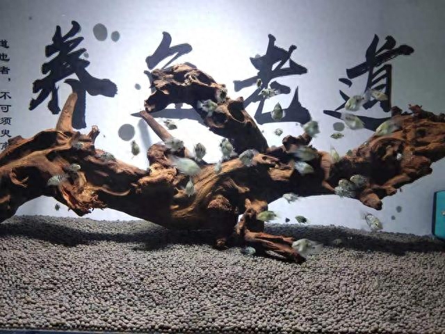 哪種觀賞魚好養不容易死_好養觀賞魚的圖片大全_家里養什么魚好養