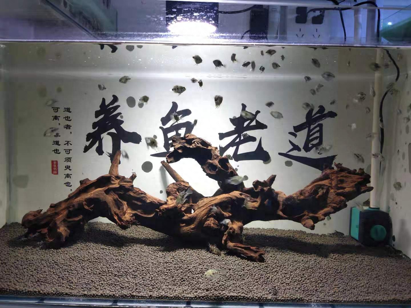8缸觀賞魚狀態穩定，水質良好，全部開始步入正常飼養