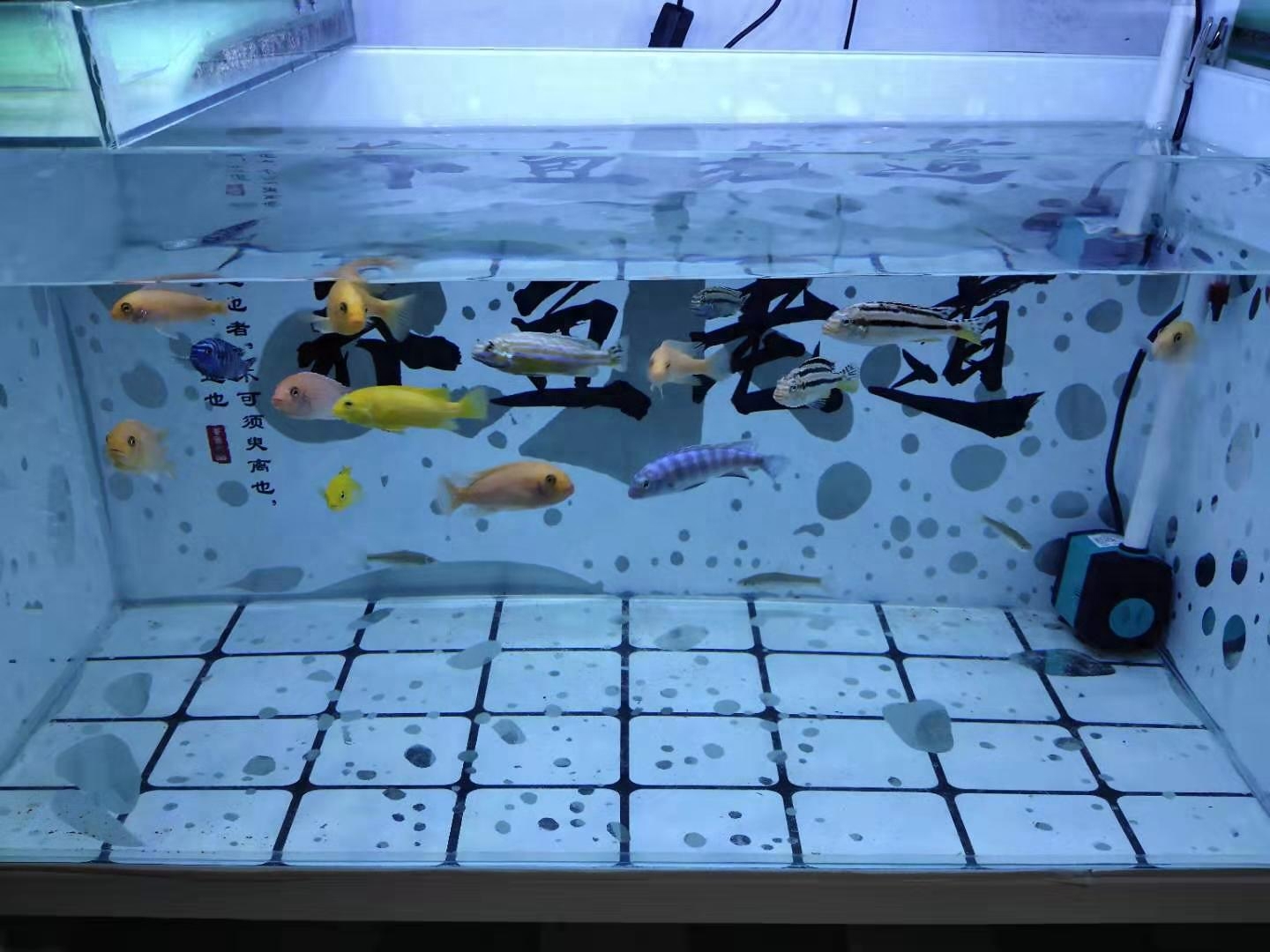 淡水觀賞螃蟹好養嗎_觀賞蟹和魚能一起養嗎_哪種觀賞魚好養不容易死