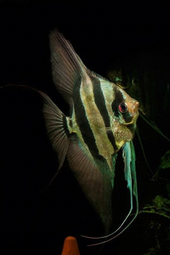 世界上最有仙氣的觀賞魚，聽名字就想養，神仙魚就是這么傲嬌