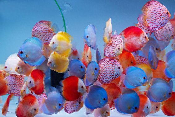 家里養什么魚好養_哪種觀賞魚好養不容易死_淡水觀賞螃蟹好養嗎