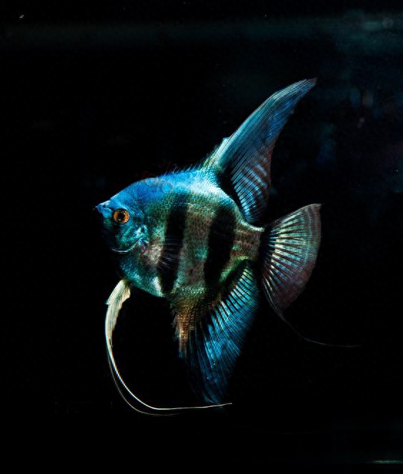 家里養什么魚好養_哪種觀賞魚好養不容易死_淡水觀賞螃蟹好養嗎