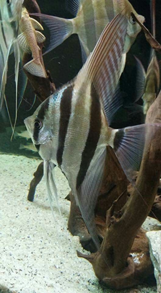 哪種觀賞魚好養不容易死_家里養什么魚好養_淡水觀賞螃蟹好養嗎