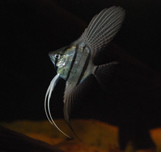 家里養什么魚好養_哪種觀賞魚好養不容易死_淡水觀賞螃蟹好養嗎