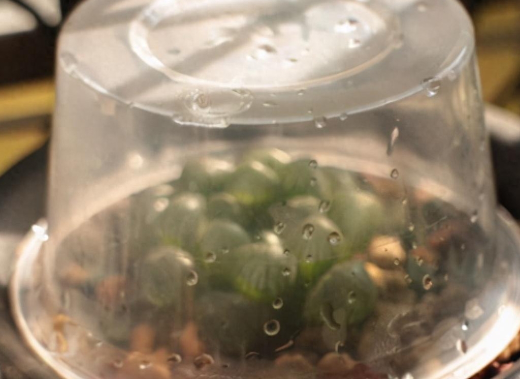 多肉植物葉片軟_多肉葉片軟軟的_多肉葉片軟軟的是什么原因