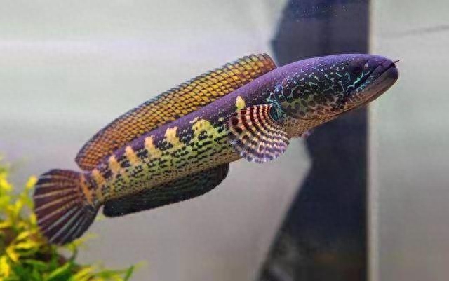 哪種觀賞魚好養不容易死_觀賞養死魚種容易好養嗎_養魚養死