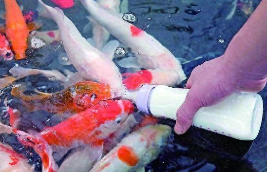 哪種觀賞魚好養不容易死_養魚養死_觀賞養死魚種容易好養嗎
