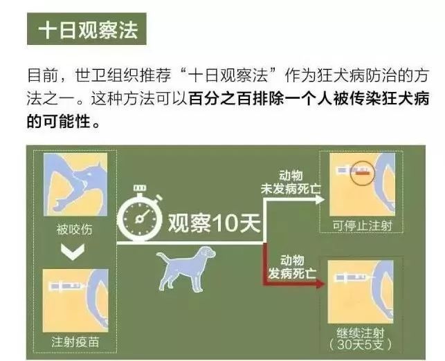 貓咪抓傷_貓貓抓傷后如何消毒_被貓抓傷了怎么處理