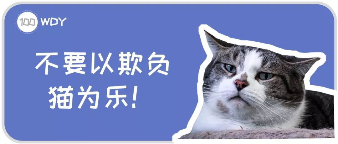 貓的應(yīng)激反應(yīng)具體指的是什么？在什么情況下貓會出現(xiàn)應(yīng)激反應(yīng)？