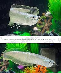 世界十大最好養(yǎng)的大型觀賞魚