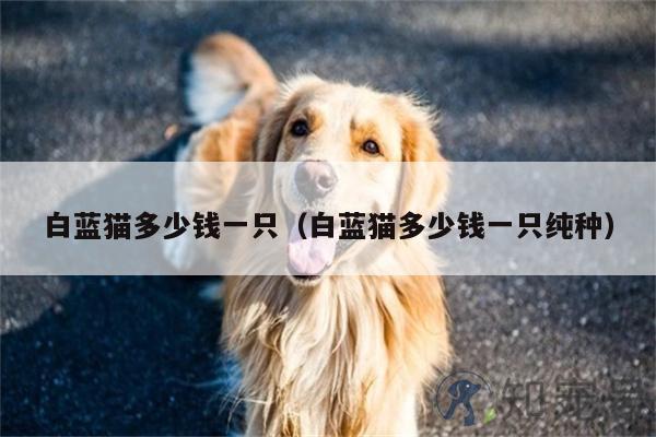白藍貓多少錢一只（白藍貓多少錢一只純種）
