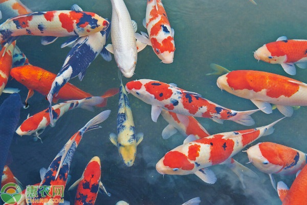 好養活的觀賞魚_觀賞養活魚好養活嗎_觀賞養活魚好養嗎