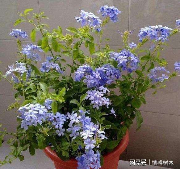別怕這幾種花“中暑”，越曬越漂亮，不怕熱不怕凍，漂亮又好養