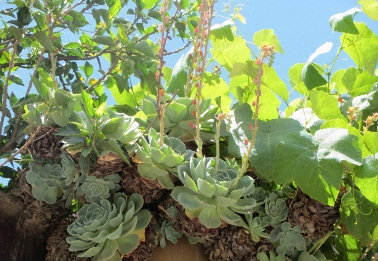 甘拜下風！花匠老媽屋頂種花，栽下幾瓶寶石花，一年瘋長半米高