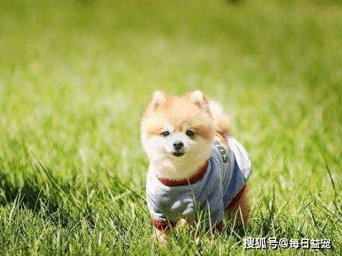 貓好養(yǎng)還是狗好養(yǎng)_養(yǎng)貓狗有什么講究_養(yǎng)貓后養(yǎng)狗的感受