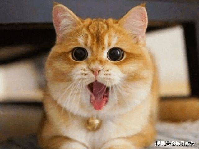 養(yǎng)貓后養(yǎng)狗的感受_貓好養(yǎng)還是狗好養(yǎng)_養(yǎng)貓狗有什么講究