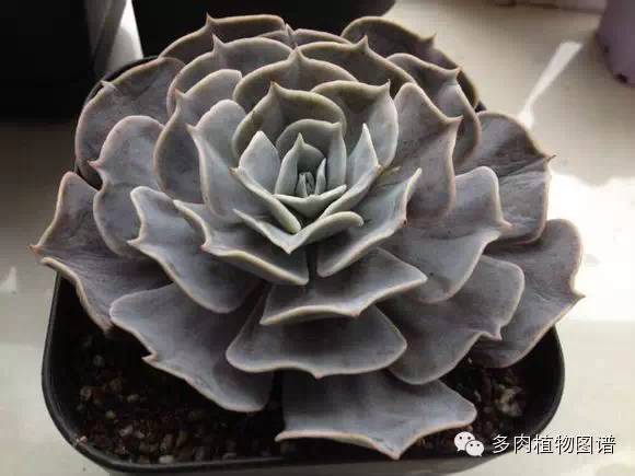 品種控最值得收集的多肉植物（四）