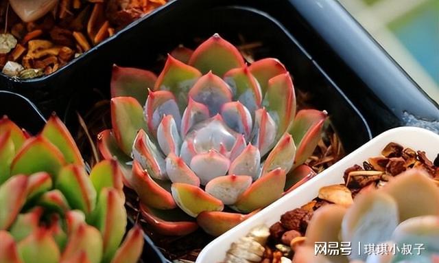 多肉獵戶座_多肉獵戶座養殖方法和注意事項_多肉獵戶座的寓意