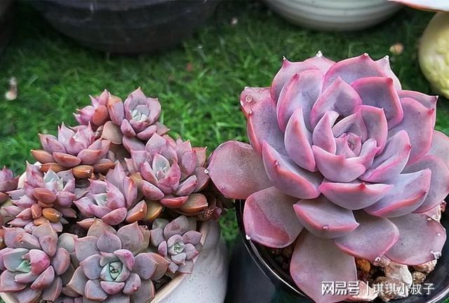 多肉獵戶座_多肉獵戶座的寓意_多肉獵戶座養殖方法和注意事項