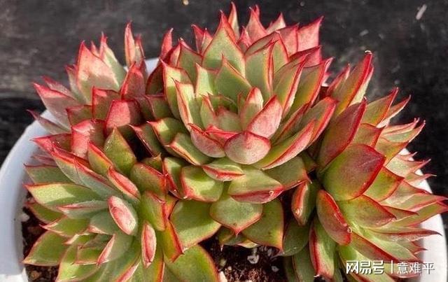 陽臺也能出狀態的6種多肉，皮實好養上色美，適合新手