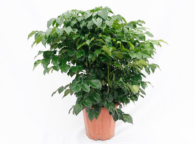 盤點十種不需要陽光的室內植物