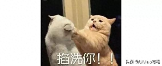 狗狗得弓形蟲能看出來嗎_怎么判斷狗狗有弓形蟲_狗狗蟲判斷弓形有哪些方法