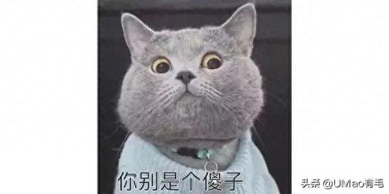狗狗得弓形蟲能看出來嗎_狗狗蟲判斷弓形有哪些方法_怎么判斷狗狗有弓形蟲