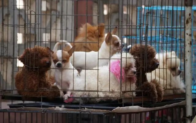 2021，泰迪狗多少錢一只？