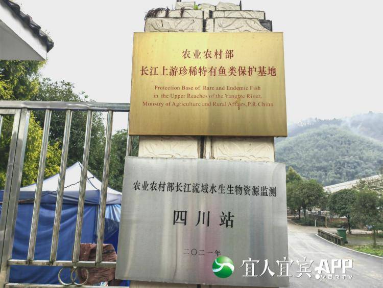 這里是長江上游珍稀特有魚類的“家”……