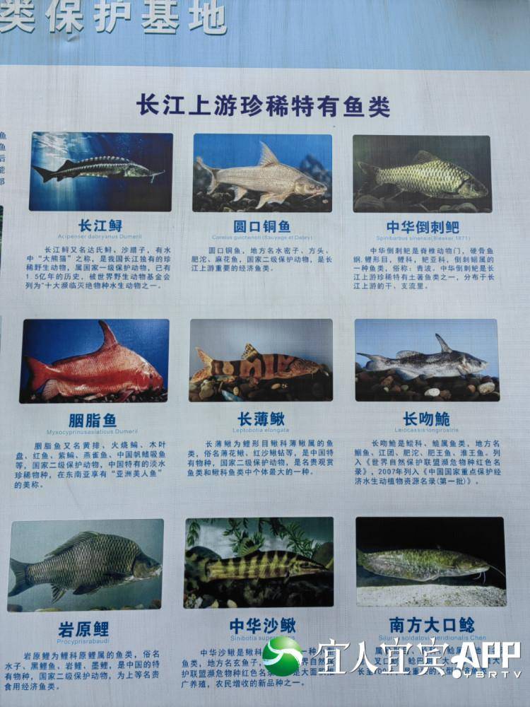 最近的養(yǎng)魚基地_附近的觀賞魚養(yǎng)殖基地_觀賞養(yǎng)殖基地附近魚塘有哪些