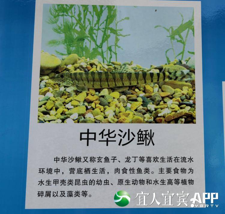 最近的養(yǎng)魚基地_附近的觀賞魚養(yǎng)殖基地_觀賞養(yǎng)殖基地附近魚塘有哪些