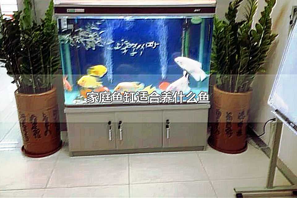 家庭魚缸適合養什么魚 十大中國最漂亮的原生觀賞魚
