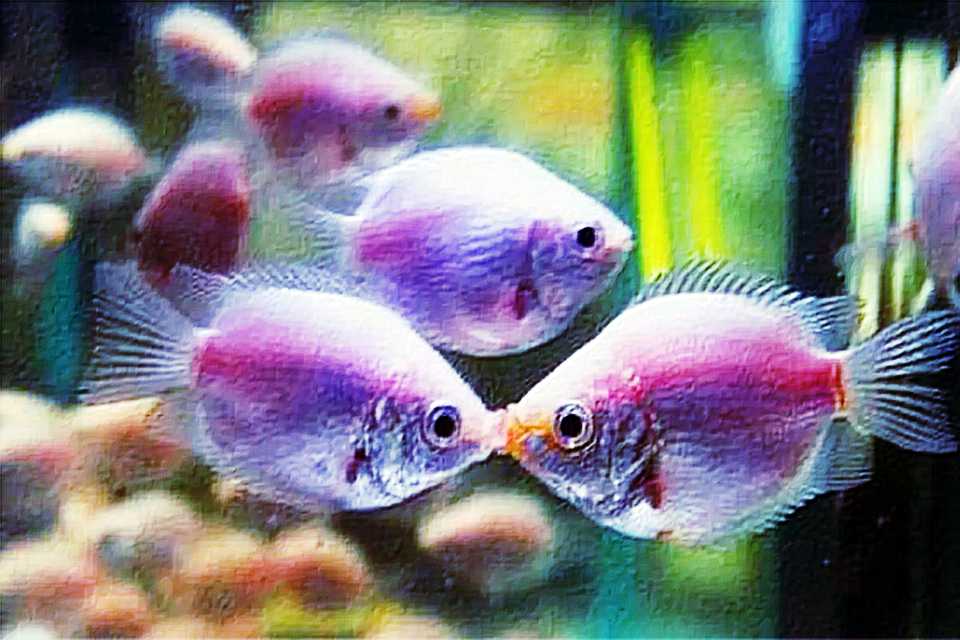 觀賞魚(yú)易養(yǎng)排行榜_養(yǎng)觀賞魚(yú)什么魚(yú)好養(yǎng)_最好養(yǎng)的觀賞魚(yú)排行榜