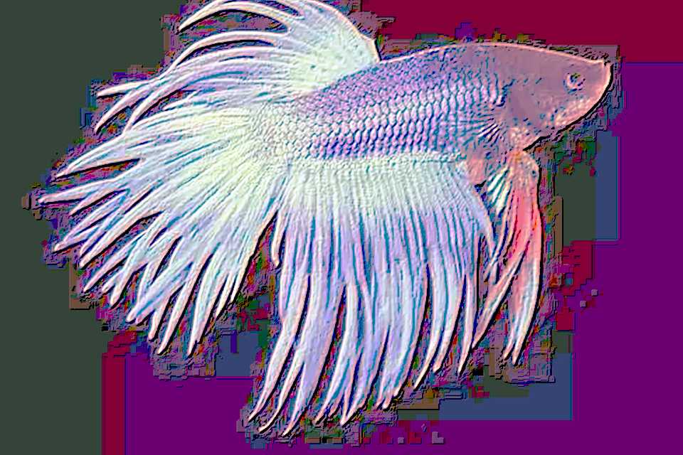養(yǎng)觀賞魚(yú)什么魚(yú)好養(yǎng)_最好養(yǎng)的觀賞魚(yú)排行榜_觀賞魚(yú)易養(yǎng)排行榜