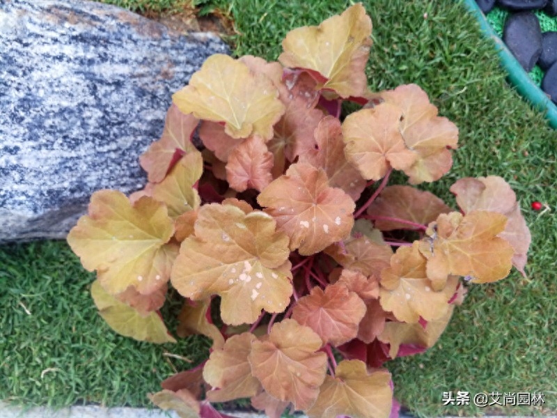 花卉室外耐寒耐陰有那些品種_室外耐寒耐陰的花樹_耐陰耐寒的室外花卉有哪些