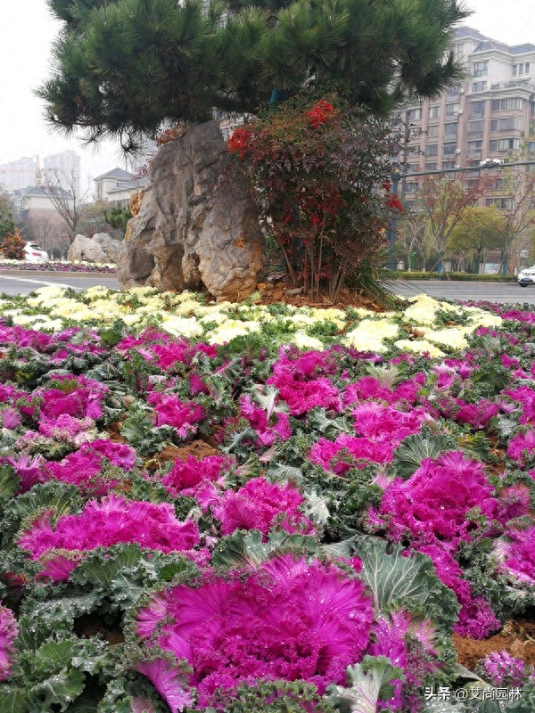 花卉室外耐寒耐陰有那些品種_室外耐寒耐陰的花樹_耐陰耐寒的室外花卉有哪些