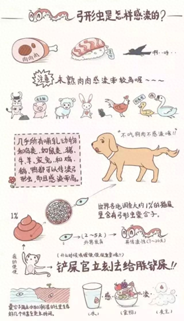 辟謠！根本就沒有弓形蟲疫苗！