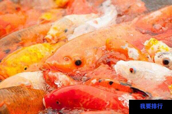 十大常見冷水觀賞魚：金魚、錦鯉居前兩名