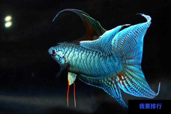 觀賞魚養(yǎng)什么品種好_觀賞魚哪種魚最好養(yǎng)_最好養(yǎng)的觀賞魚排行榜